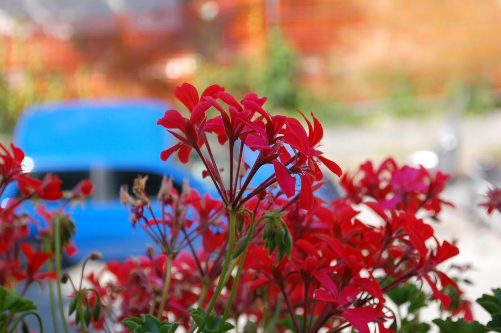 Hotel Ristorante La Terrazza Lido di Camaiore Eksteriør bilde